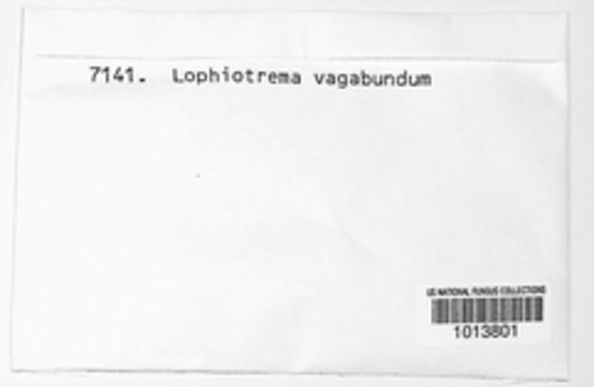Lophiostoma vagabundum image
